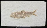 Bargain Knightia Fossil Fish - Wyoming #21892-1